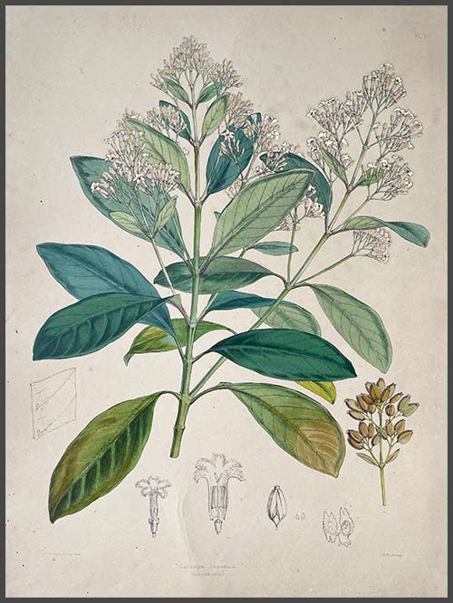 cinchona officinalis (copy)