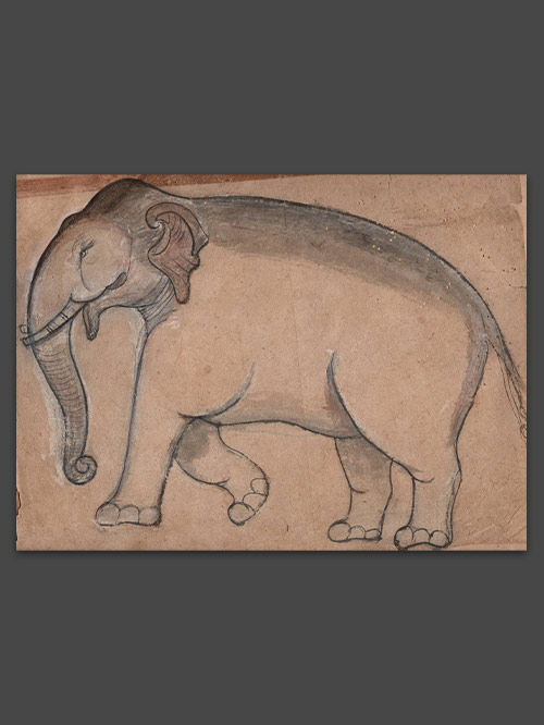 elephant drawing