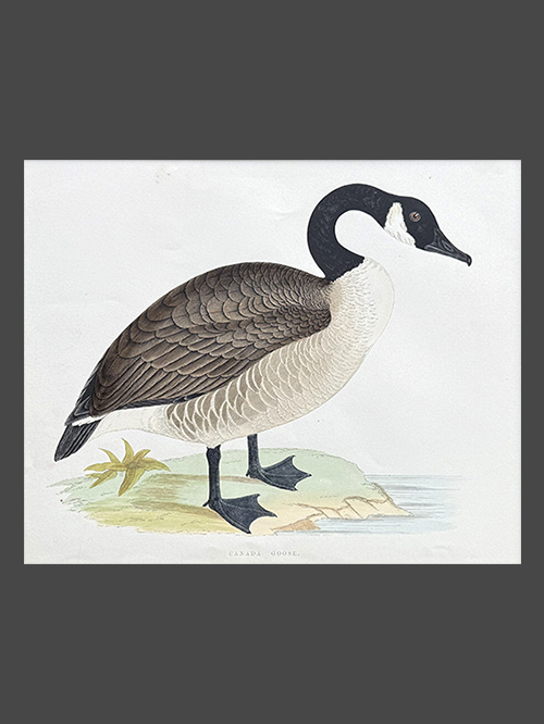 canada goose by beverley morris