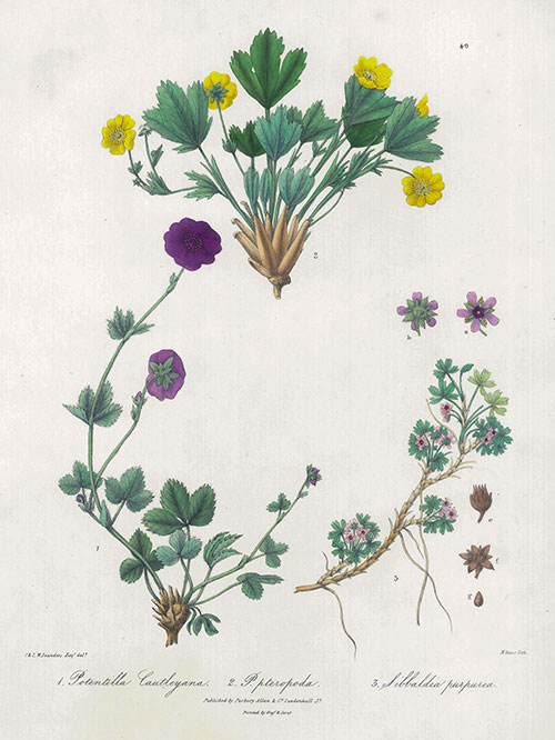 himalayan cinquefoils